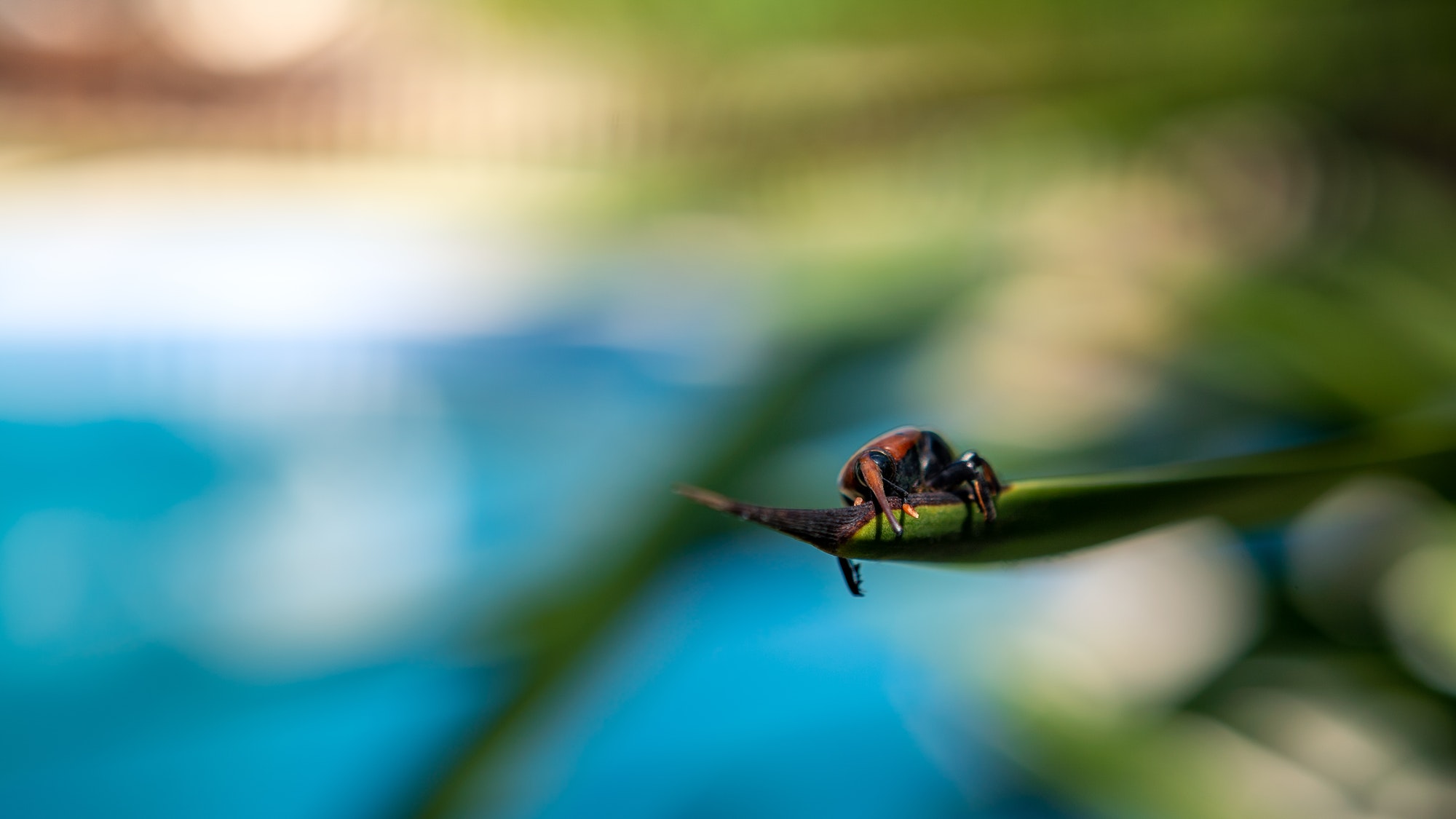 A palm weevil in the trunks of palm trees. Pest in palm plantations