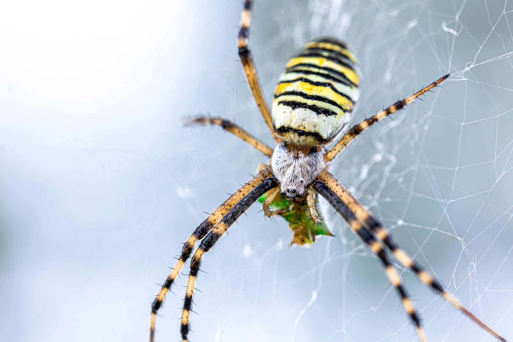 Yellow black crab spider on blurred background, copy space.